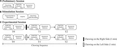 Chewing and Cognitive Improvement: The Side Matters